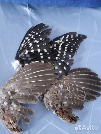 Перья дикой птицы