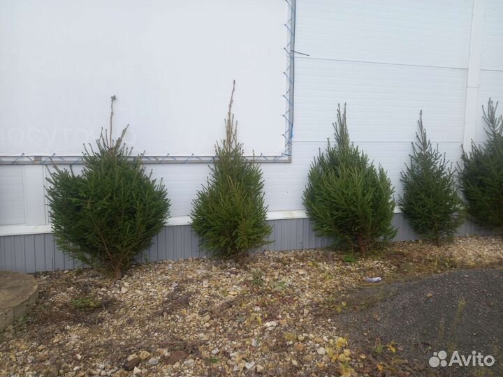 Новогодняя ёлка