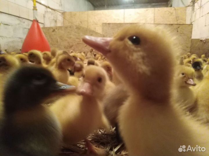 Утята, гусята, куры, бройлер