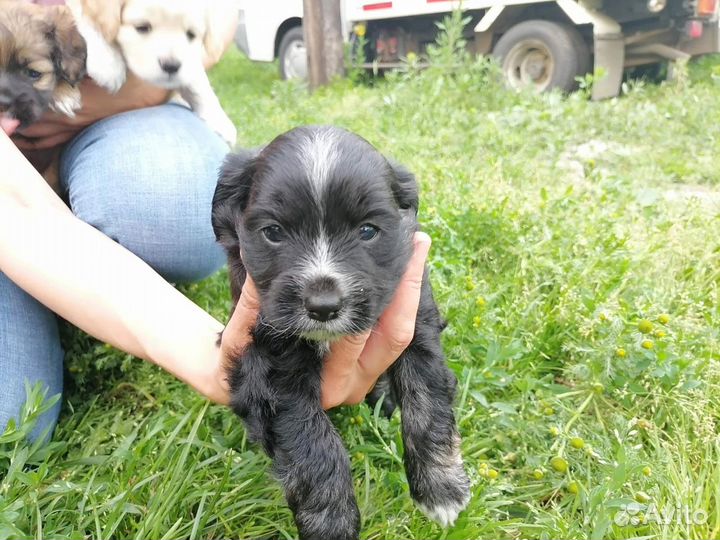 Собака в добрые руки