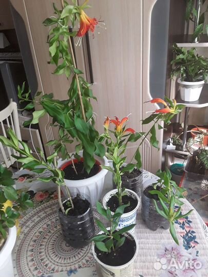 Комнатные растения