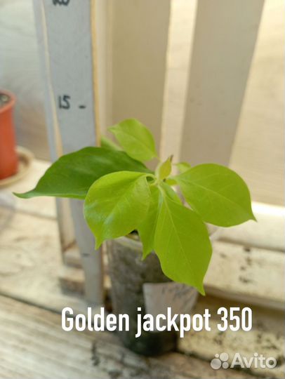 Комнатные цветы растение бугенвиллия