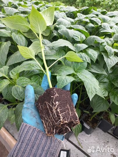 Рассада перца болгарского и перца острого