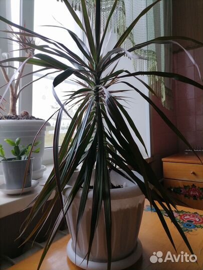 Пальма Драцена+отростки
