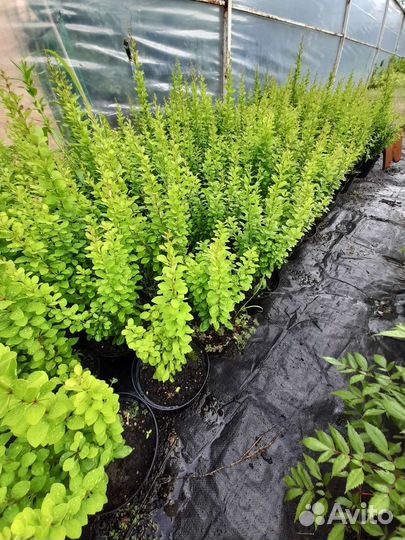 Барбарис тунберга Эректа