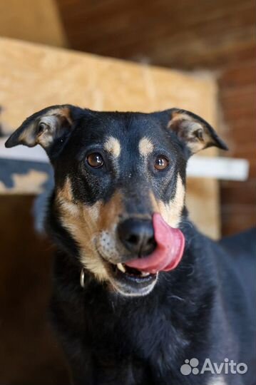 Лекс приходи в приют за другом