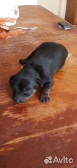 Той-терьер мальчик