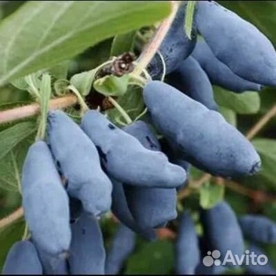 Саженцы жимолость, яблоня,облепиха, смородина