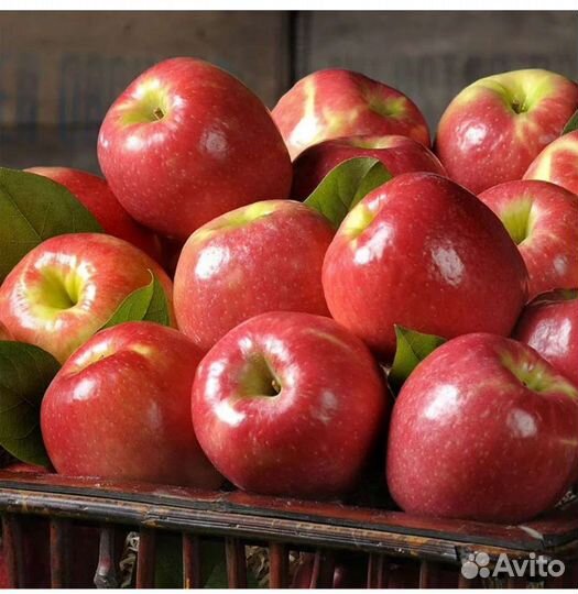 Саженцы плодовых