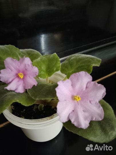 Фиалка цветущая