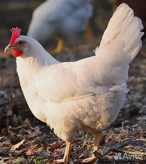 Куры несушки