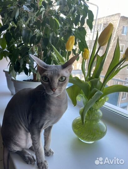 Кошка сфинкс