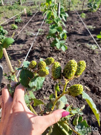 Прайм Арк Фридом ремонтантная ежевика