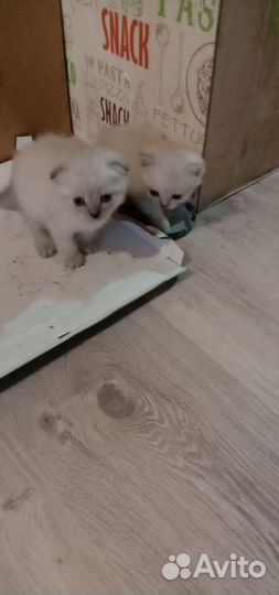 Котятки бесплатно