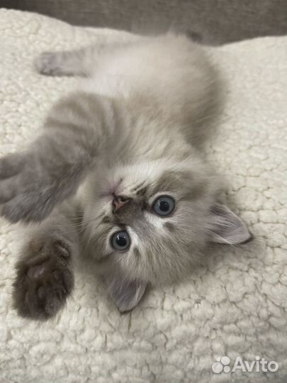 Котенок вислоухий мальчик