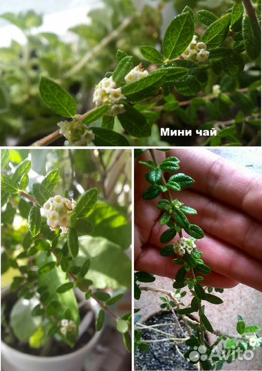 Экзотические ароматноцветущие растения (комнатные)