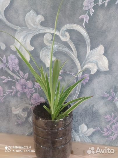 Хлорофитум