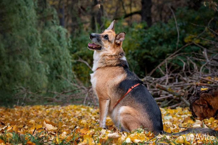 Метис овчарки Юджин в поисках дома