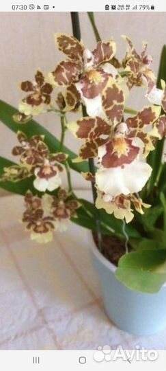 Орхидея камбрия