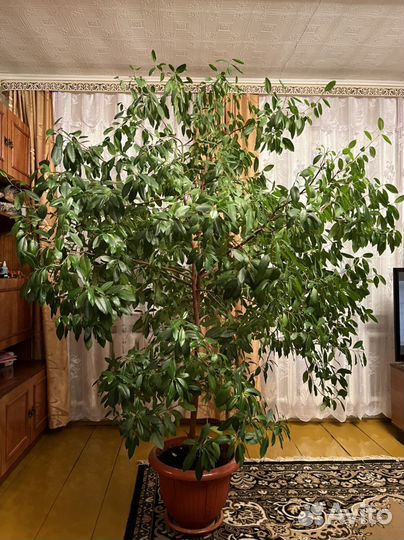 Фикус Бенджамина