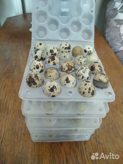 Мясо перепелов