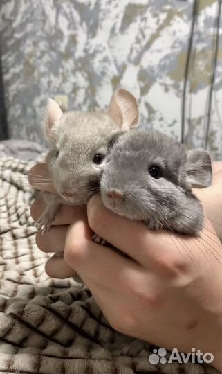 Шиншилла