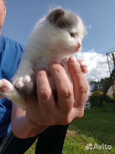 Кошечка в добрые руки