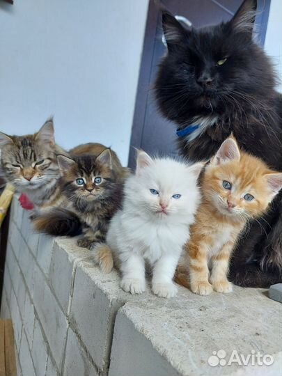 Котенок мальчик