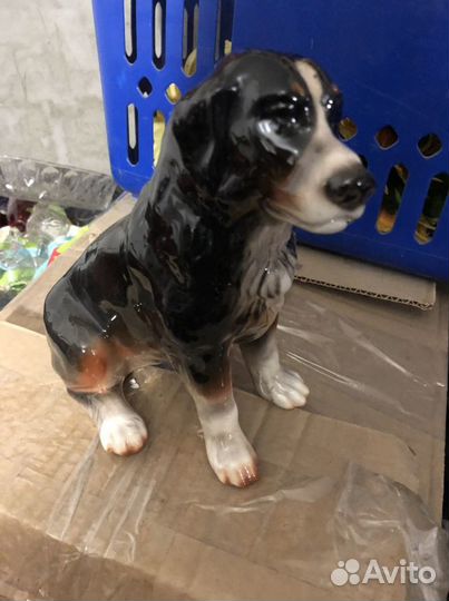 Собакафорфор