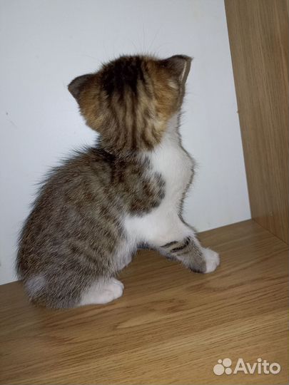 Британские вислоухие котята