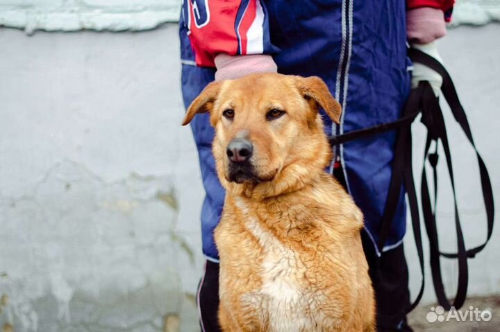 В самые добрые руки