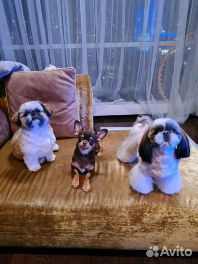 Мини щенки ши-тцу