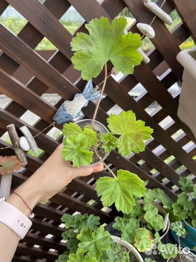 Леона Галактика Пеларгония Герань