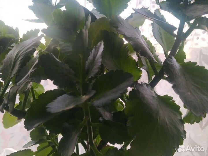 Желтый каланхоэ