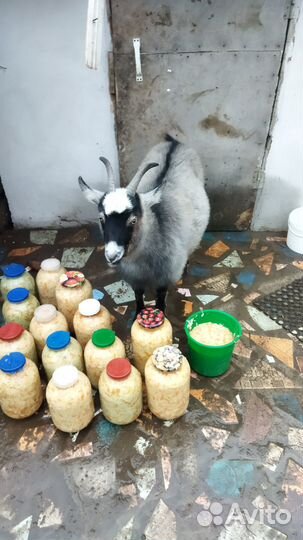 Продам 2 х козочек Венгерской породы