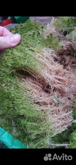 Мох для цветов и улиток