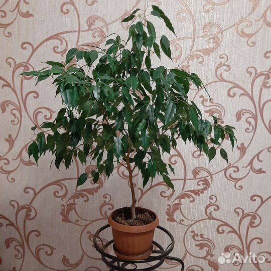 Фикус бенджамина