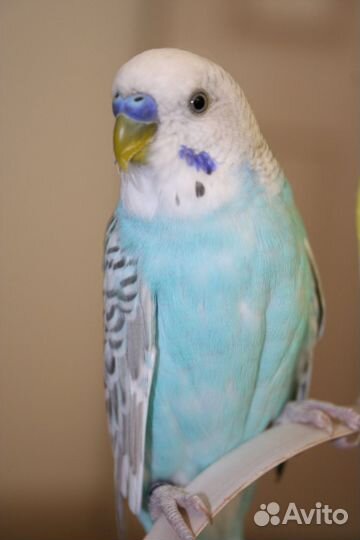 Попугаи волнистые пара