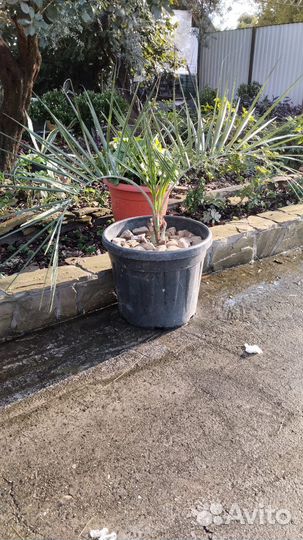 Пальма Бутия головчатая