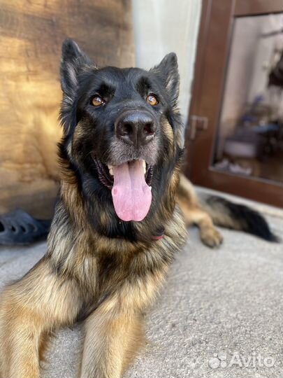 Щенки немецкой овчарки