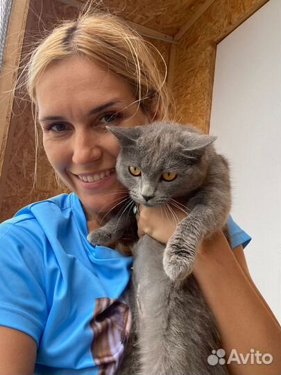 Молодая кошечка из приюта хотела бы обрести дом