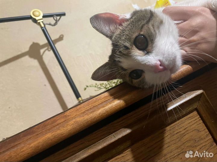 Отдам кота в добрые руки