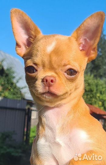 Мини - девочка гл/ш