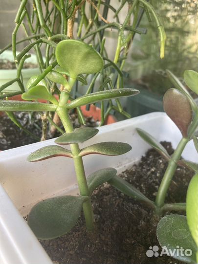 Толстянка, денежное дерево