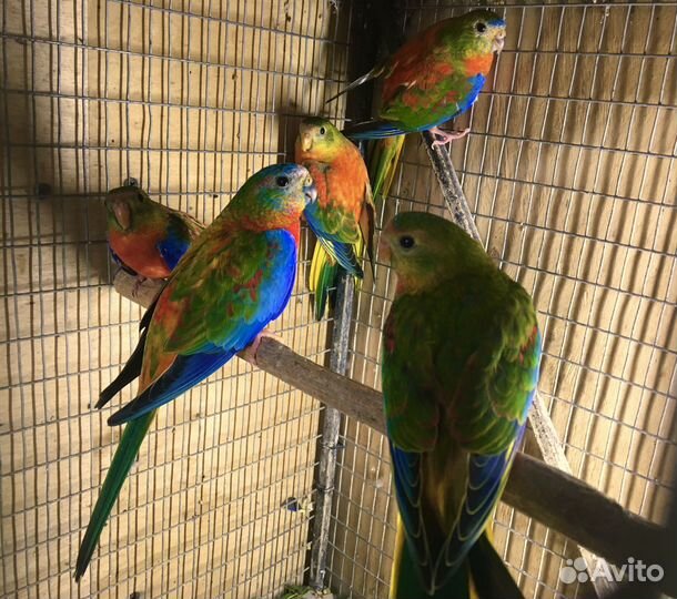 Попугаи