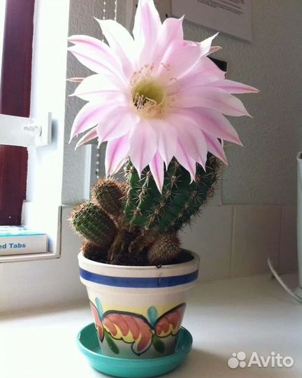 Большой кактус цветущий