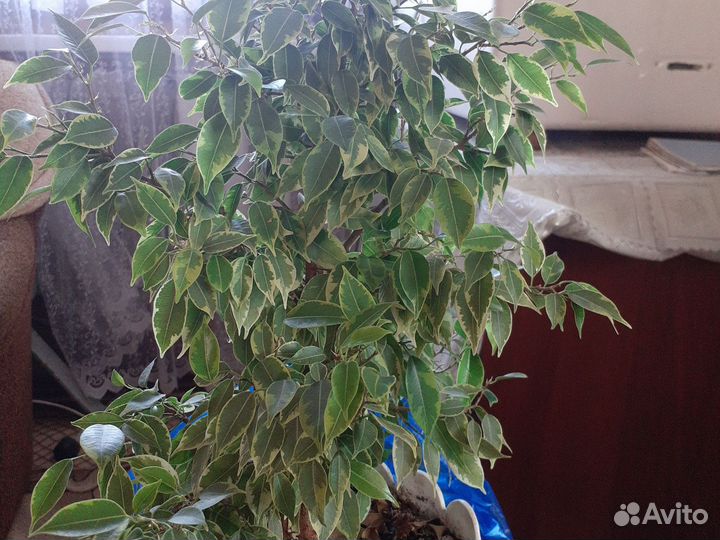 Фикус бенджамина пестролистный