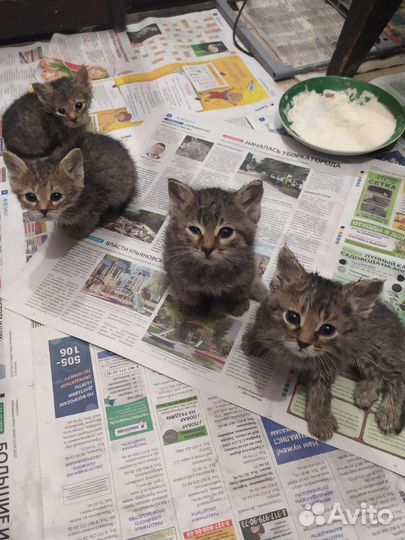 Котята в добрые руки