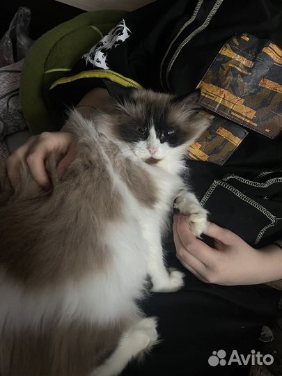 Отдам кошку