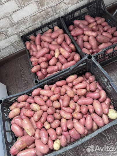 Картофель домашний